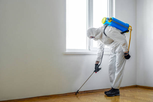 Best Local Pest Control Services  in Mexico Beach, FL