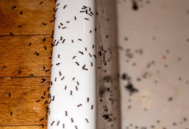 Flea Control Services in Mexico Beach, FL