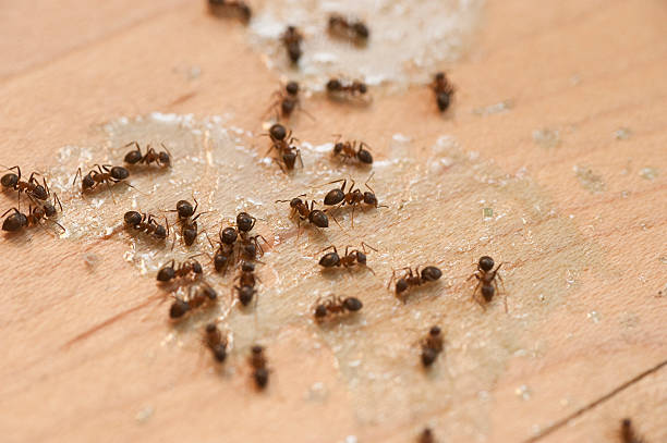 Best Wildlife Control Services  in Mexico Beach, FL