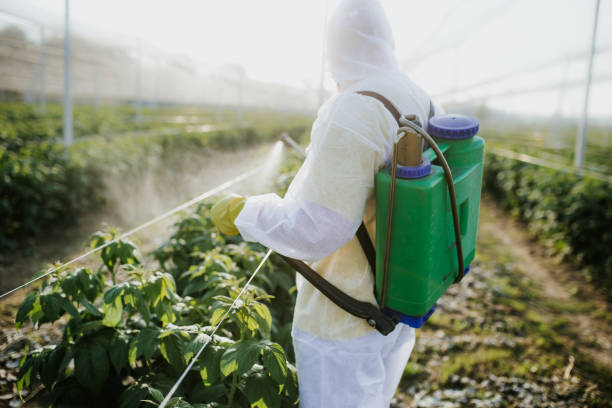 Best Wasp Removal Services  in Mexico Beach, FL